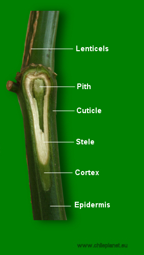 Anatomy of the stem